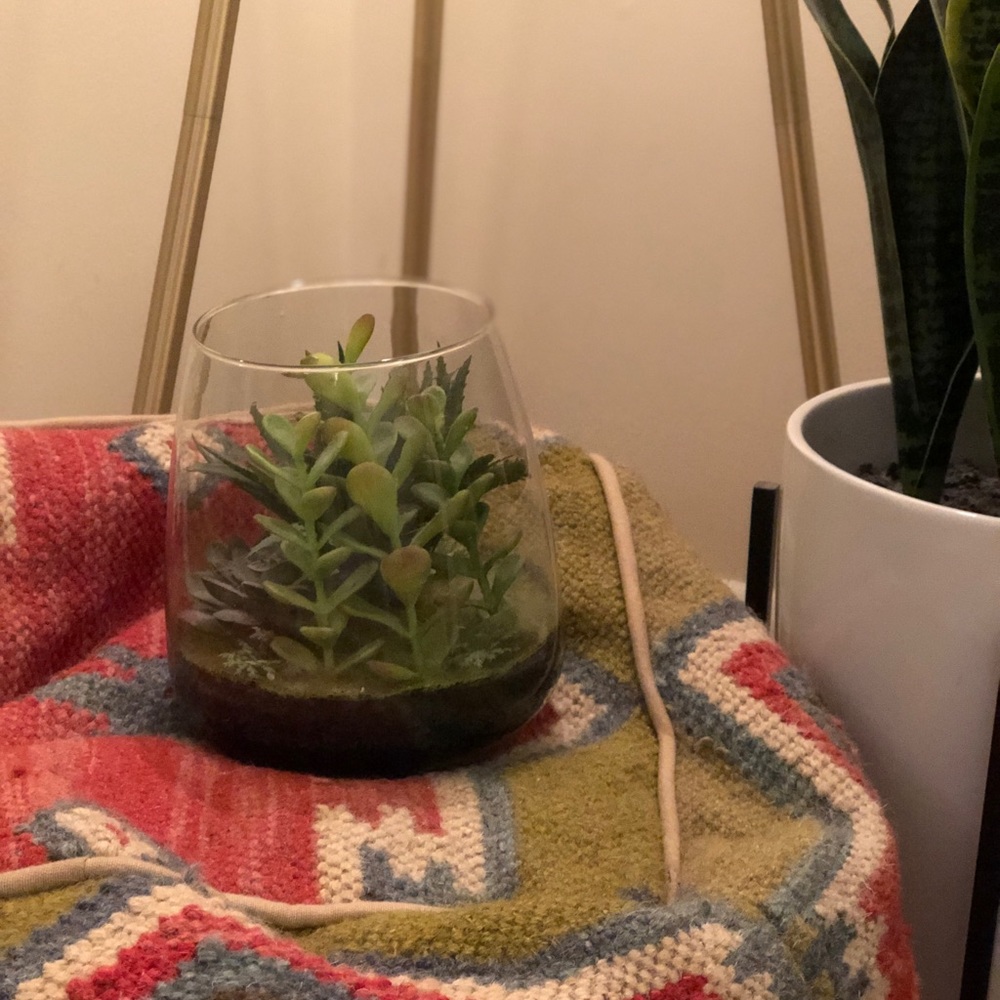 Succulent in Glass
